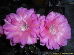 Echinopsis Hybride 004